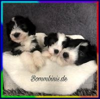 Bommbinis E-Wurf